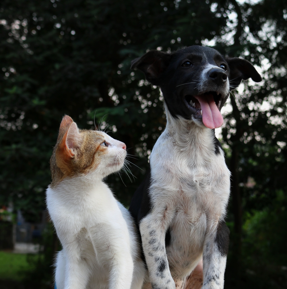 Miniature deals schnauzer cats